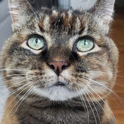 Rev. Shamalah-Allah - Connection to your Beloved Deceased Pets!