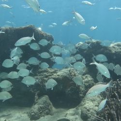 Try Scuba Diving - Panama City Beach