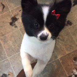 Dog Gone Cute Pet Salon - Pom GiGi