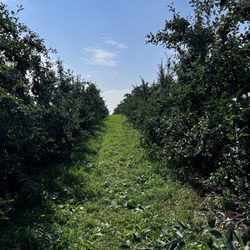 Hy's Cider Mill - Orchards