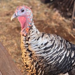 Maui Animal Farm - Turkey
