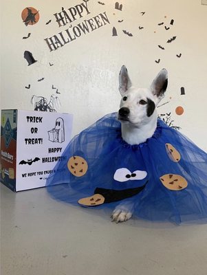 yappy doggy day care