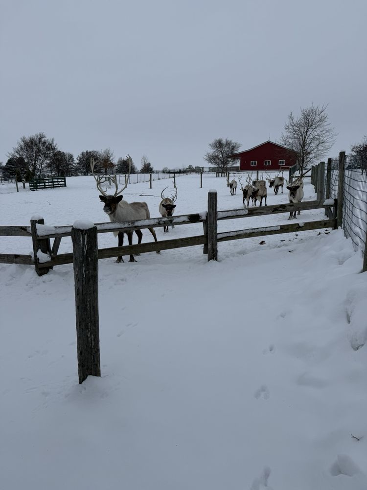 Hardy's Reindeer Ranch - beekeeping in Rantoul, IL