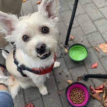 The Dutchess Biercafe - Pup friendly outdoor seating - Beer Bar Near Me - Fishkill, New York The Dutchess Biercafe - Pup friendly outdoor seating - Beer Bar Near Me - Fishkill, New York