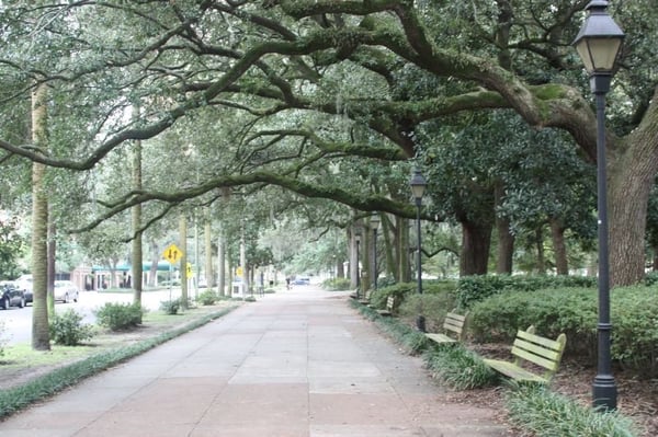 Forsyth Park by null
