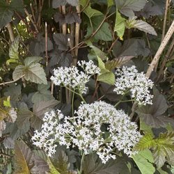 Acadia Bay Inn - Fragrant flowers outside