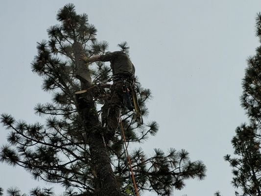 OUT ON A LIMB TREE SERVICE - Updated February 2026 - 23 Photos - Rough ...