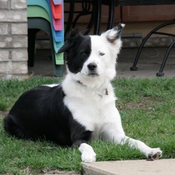 Bakers Dog Care - Pet Sitting Near Me - Secaucus, New Jersey Bakers Dog Care - Pet Sitting Near Me - Secaucus, New Jersey