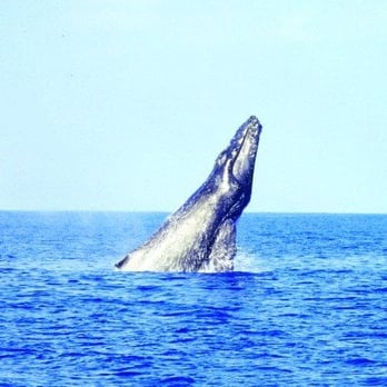 Aqua Zone - Scuba Diving Near Me - Honolulu, Hawaii