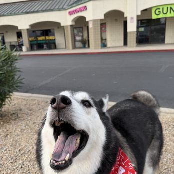 Doggy Stylez - Happy husky! - Pet Groomers Near Me - Glendale, Arizona Doggy Stylez - Happy husky! - Pet Groomers Near Me - Glendale, Arizona