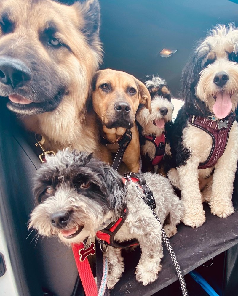 Bellevue Dog Walking and Pet Sitting Logo