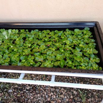 Oasis Aquatics - Nurseries & Gardening Near Me - Santa Fe, New Mexico