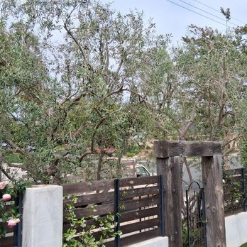 Lara's Landscaping - Here is another picture after trimming olive trees. - Tree Services Near Me Lara's Landscaping - Here is another picture after trimming olive trees. - Tree Services Near Me