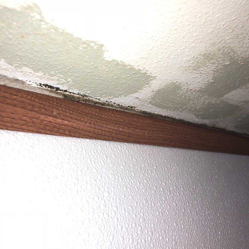 Aquia Realty - Mold - Property Management Near Me - Stafford, Virginia Aquia Realty - Mold - Property Management Near Me - Stafford, Virginia