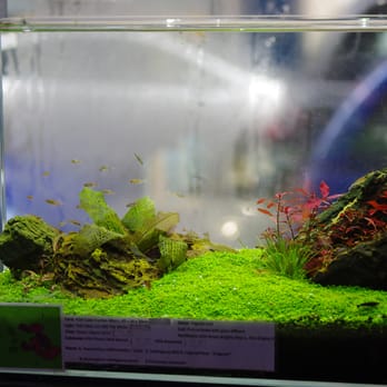 Aquatic Design Centre - ADA Nature Aquariums - Aquariums Near Me - London, XGL