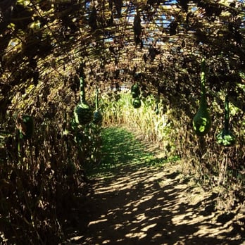 Bedner's Farm & Greenhouse - Cute little tunnel with hanging gourds in the corn maze. - Farms Near Me - McDonald, Pennsylvania