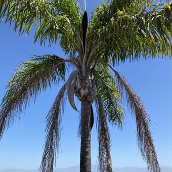 E and C Landscaping Maintenance - E and C Landscaping Maintenance, Serving Orange County, California!Our 2 Palm Trees never looked so Good! Highly Recommend Them! - Landscaping Near Me E and C Landscaping Maintenance - E and C Landscaping Maintenance, Serving Orange County, California!Our 2 Palm Trees never looked so Good! Highly Recommend Them! - Landscaping Near Me