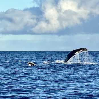 Makai Adventures - Boat Charters Near Me - Lahaina, Hawaii