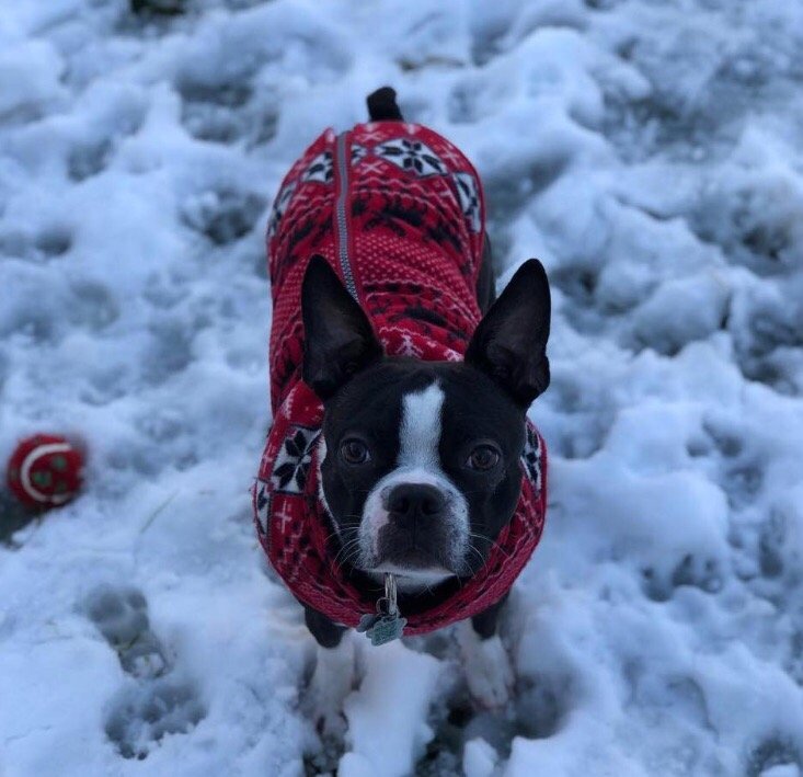 BACKCOUNTRY K9 KENNEL Updated August 2024 Request Information 16