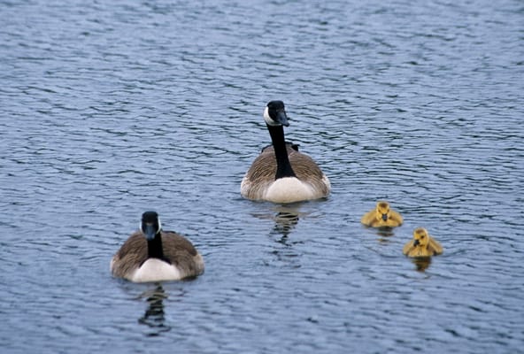 Restaurant zur Wulfsmühle by null