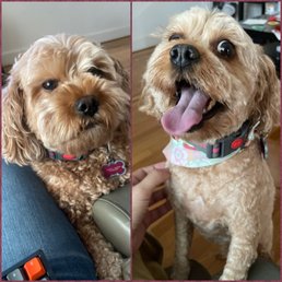 Pet Grooming - Small Pet Grooming - Small