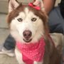 Photo of Ortega's Mobile Pet Grooming