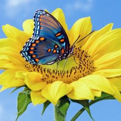 Birds & Bees Connection