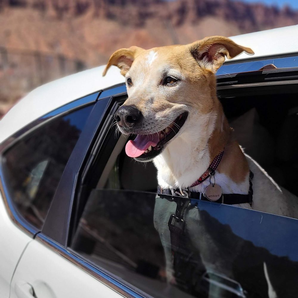 Moab National Bark - Our dog Reina, on the way to boarding! - Pet Boarding Near Me - Moab, Utah Moab National Bark - Our dog Reina, on the way to boarding! - Pet Boarding Near Me - Moab, Utah