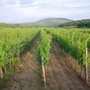 Pyramids Winery
