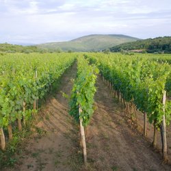 Pyramids Winery