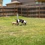 Photo of Biscuits & Bones Pet Sitting - by Jeannie