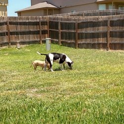 Biscuits & Bones Pet Sitting - by Jeannie