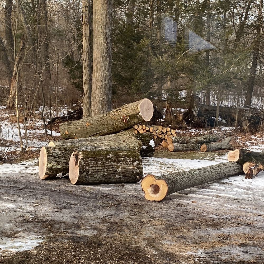 East Coast Tree Service - Tree Services Near Me East Coast Tree Service - Tree Services Near Me