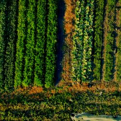 Full Well Farm - An overview of our no-till, organic farm.