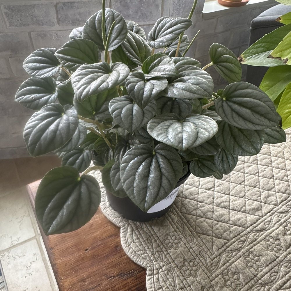 Blossoms - Peperomia frost indoor plant! So healthy and thriving! - Florists Near Me - Cottonwood, California