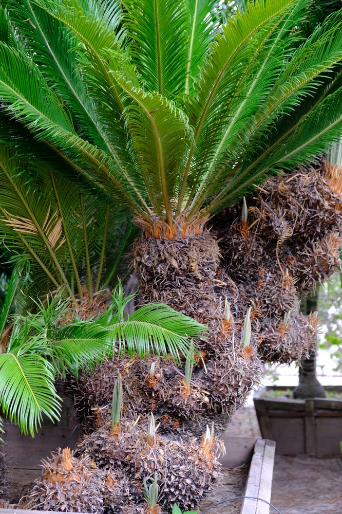 SEA CREST NURSERY Updated June 2024 1396 Anderson Ln, Santa Barbara, California Nurseries