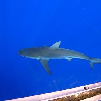 Hawaii Shark Encounters - Diving Near Me - Haleiwa, Hawaii Hawaii Shark Encounters - Diving Near Me - Haleiwa, Hawaii