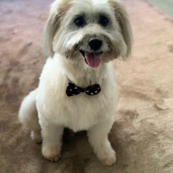 Bubble Pup Salon - Bubble Pup! - Pet Groomers Near Me - Los Angeles, California Bubble Pup Salon - Bubble Pup! - Pet Groomers Near Me - Los Angeles, California