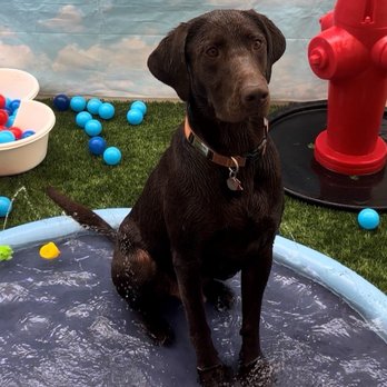 Camp Bow Wow - Dodger in his enrichment at CBW Sandy! - Pet Training Near Me - Sandy, Utah
