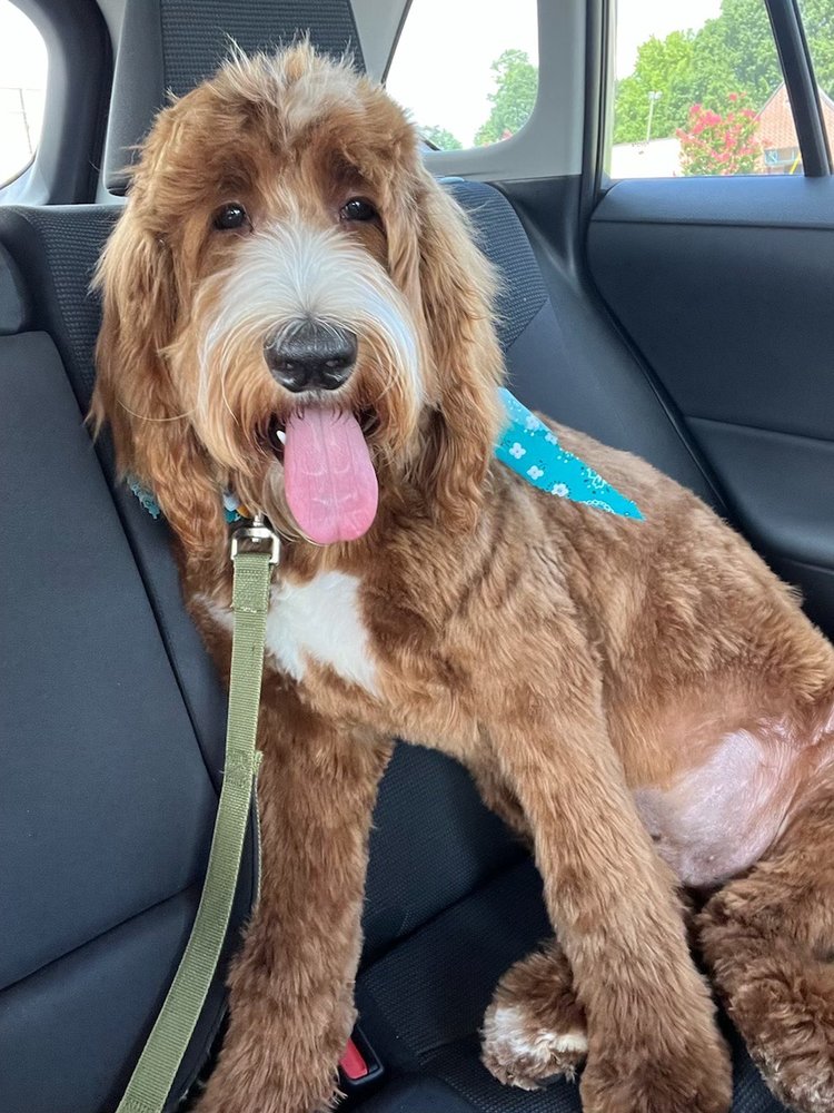 THE GROOMING LADY Updated August 2024 47 Photos 1573 N Aspen St