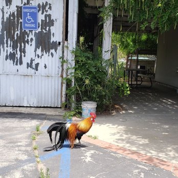 Hathaway Ranch Museum - Showy rooster. - Museums Near Me - Santa Fe Springs, California Hathaway Ranch Museum - Showy rooster. - Museums Near Me - Santa Fe Springs, California