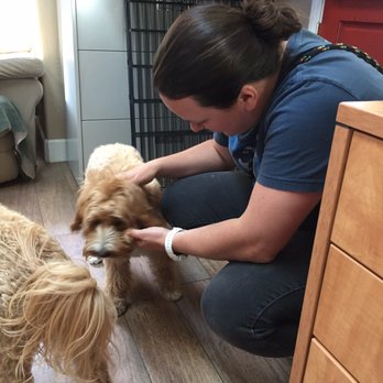 The Canine Connection - Lucy being evaluated on her first day. - Pet Training Near Me - Chico, California