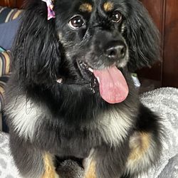 Emerywood Grooming