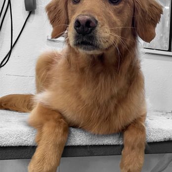 High Tails Grooming - Pet Groomers Near Me - Loveland, Colorado High Tails Grooming - Pet Groomers Near Me - Loveland, Colorado