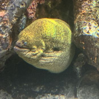 National Aquarium - Aquariums Near Me - Baltimore, Maryland National Aquarium - Aquariums Near Me - Baltimore, Maryland