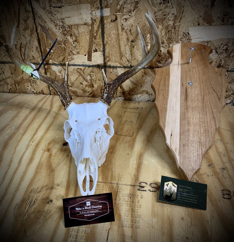 Mike’s Skill Cleaning - taxidermy in Sligo, PA