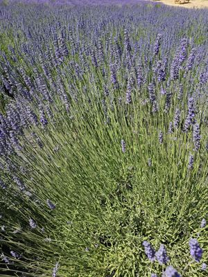 Helvetia Lavender Farm and Christmas Tree Farm by null