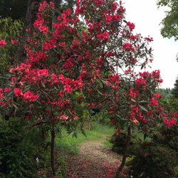 Secret Hinsdale Garden - Rhododendrons still in bloom