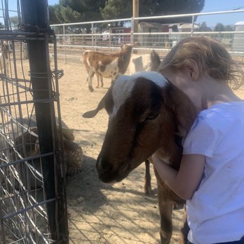 Prancer's Pumpkin Village - Goat petting zoo - Christmas Trees Near Me - Ventura, California Prancer's Pumpkin Village - Goat petting zoo - Christmas Trees Near Me - Ventura, California