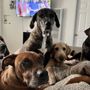Photo of Poochella Pet Care